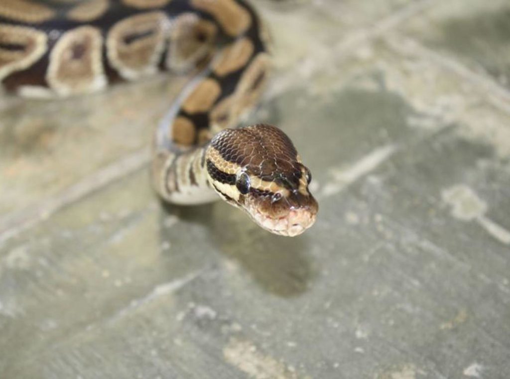Se duplican las mordeduras de serpientes en Yucatán