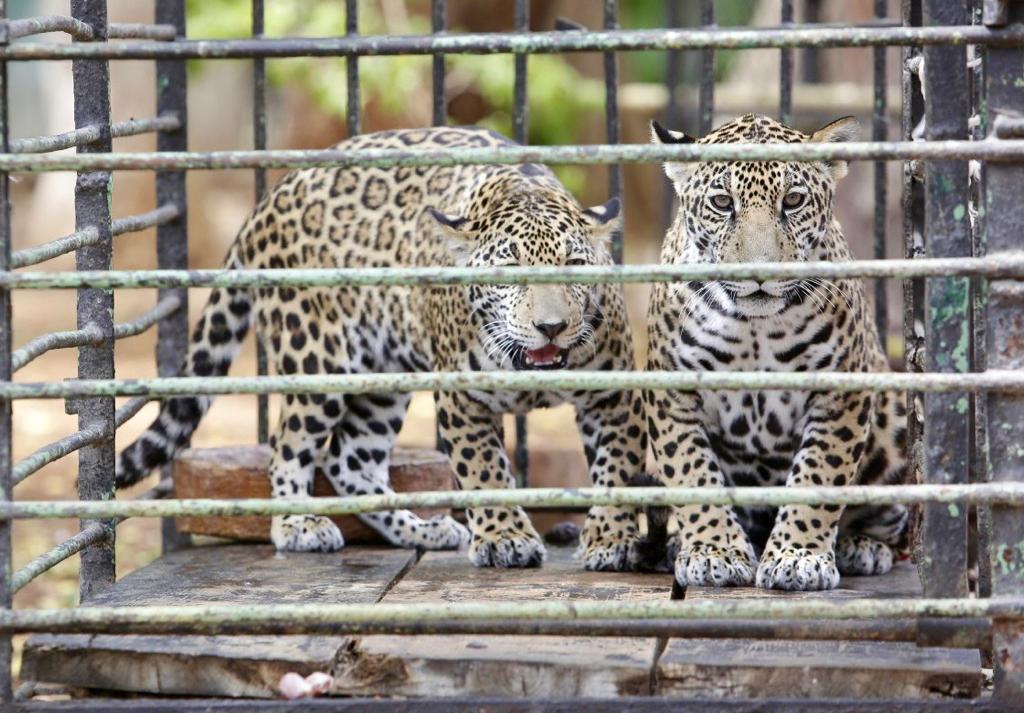 El Ayuntamiento de Mérida contribuye en la preservación de especies en peligro
