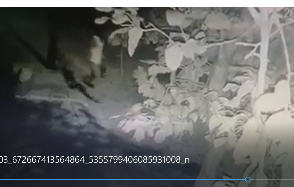 En contingencia le roban en su tienda de abarrotes
