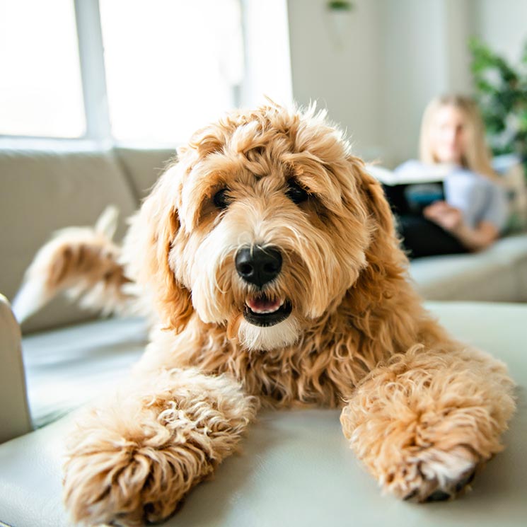Consejos para evitar pulgas y garrapatas en mascotas por cuarentena