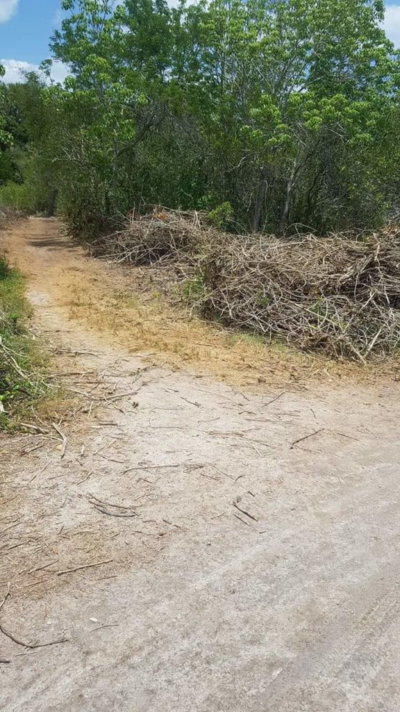 Invasores destruyen manglar en zona protegida de Celestún
