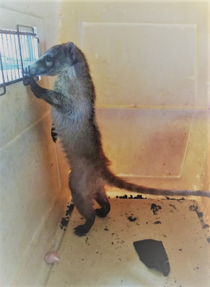 En lo que va del 2020, la Profepa ha rescatado 17 ejemplares de especies en riesgo en Yucatán