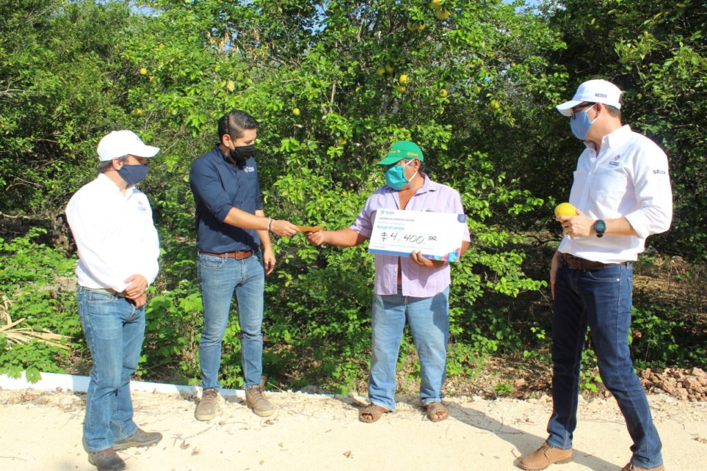 Más de 600 productores locales se benefician con el programa de "Apoyo económico para el mantenimiento y conservación de las unidades de producción citricola"