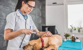 Los veterinarios esenciales para el bienestar animal y seguridad alimentaria en la contingencia