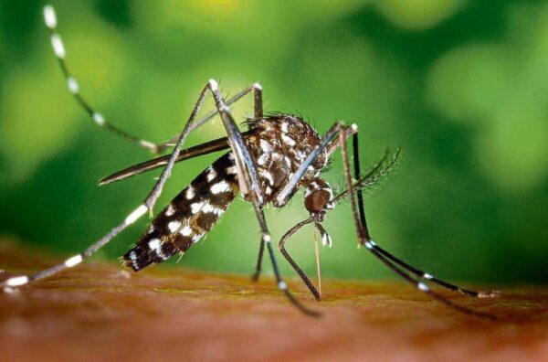 El dengue y la COVID-19 juntos, "La tormenta perfecta" en Yucatán