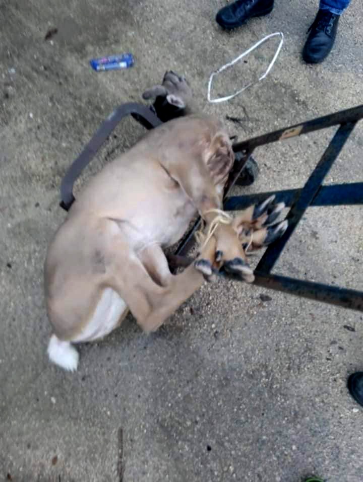 El Ayuntamiento de Umán denuncia la muerte de venado ante la Profepa