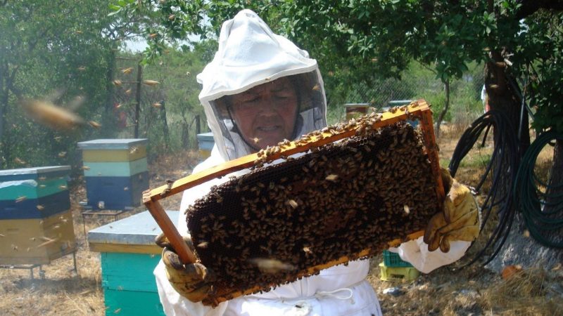 Las lluvias ayudarían a la apicultura yucateca