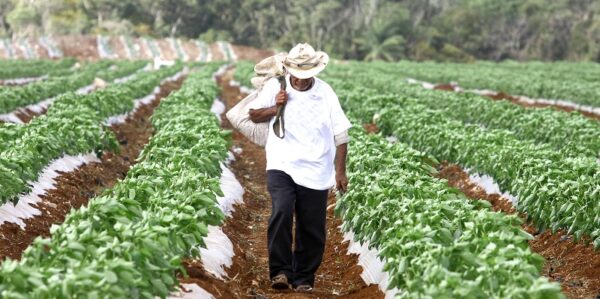 Suben precios de hortalizas en Yucatán ante la pérdida de cosechas por "Cristóbal"