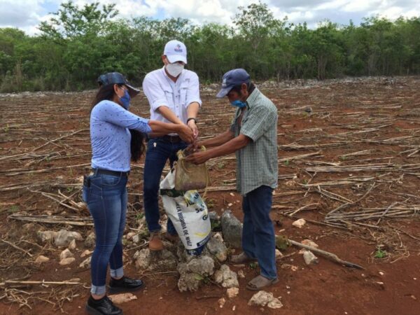 Comienza la distribución de semillas de maíz e insumos para impulsar al campo