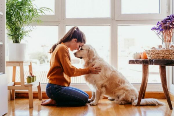 Hay que preparar a las mascotas para nueva normalidad