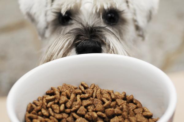 Recomiendan sana alimentación de mascotas en cuarentena para evitar sobrepeso