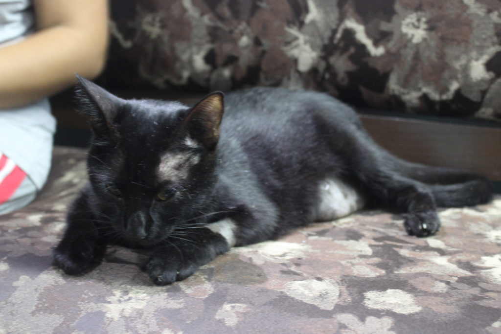 Violan a gatita en polígono 108