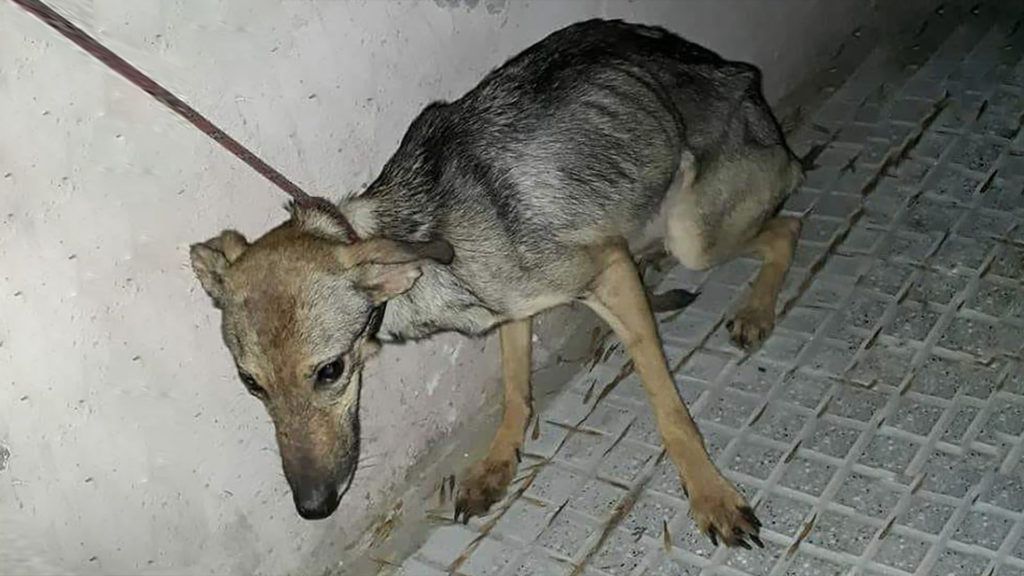 Trabaja en ley más severa para proteger a los animales