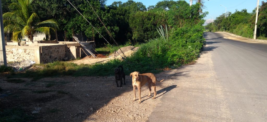 Violan y asesinan a una cachorra, de cuatro meses, en Tekax