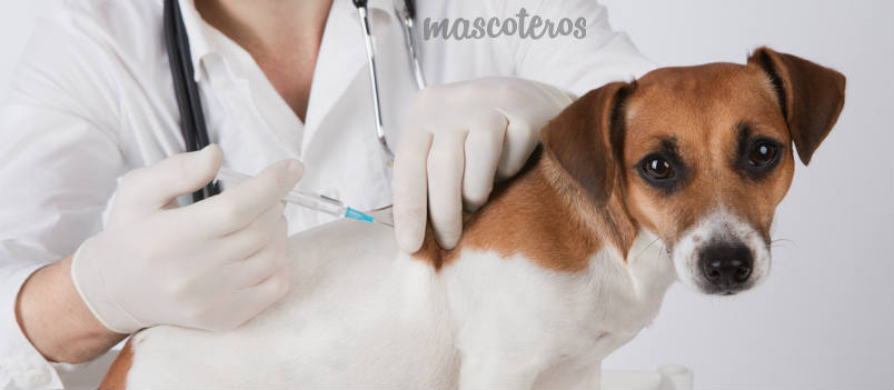 Recomiendan actualizar el calendario de vacunación de las mascotas