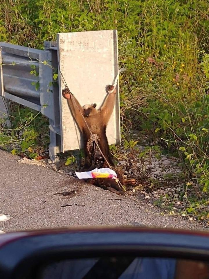 ¡Sacrifican a oso hormiguero para un ritual pagano!