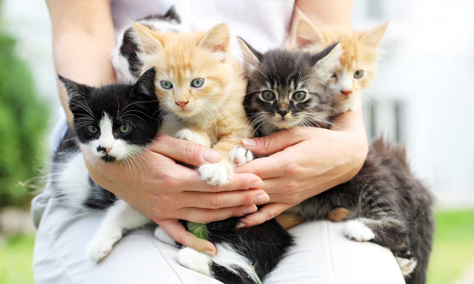 Los gatos son la segunda mascota preferida de los mexicanos