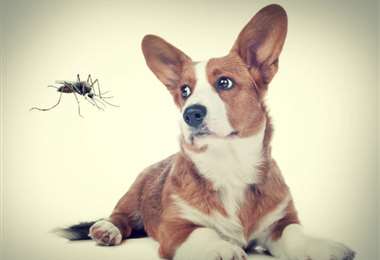 Las mascotas también pueden enfermarse por mosquitos