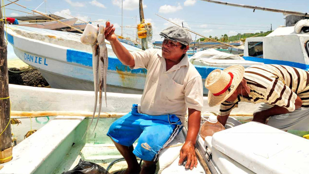 Gris panorama en la pesca yucateca