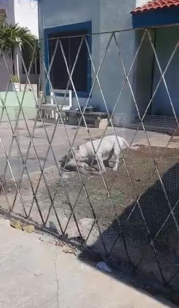 Bulterri entra a casa en Misne y mata a maltes