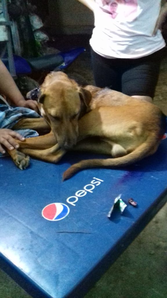 Nuevo caso de maltrato animal en Tekax