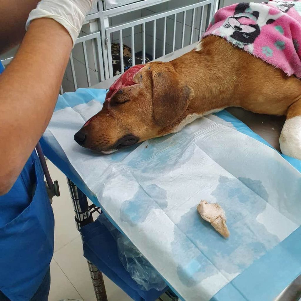 Hasta 4 años de carcel por maltratar a un animal
