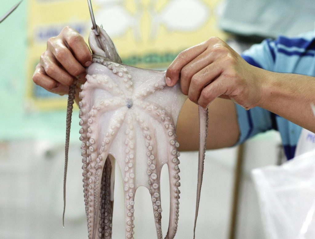Buena captura e interés de Europa en el pulpo yucateco