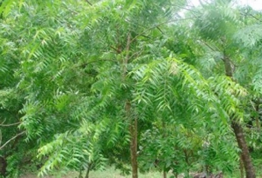 Las propiedades del árbol de Neem, combate plagas en plantaciones