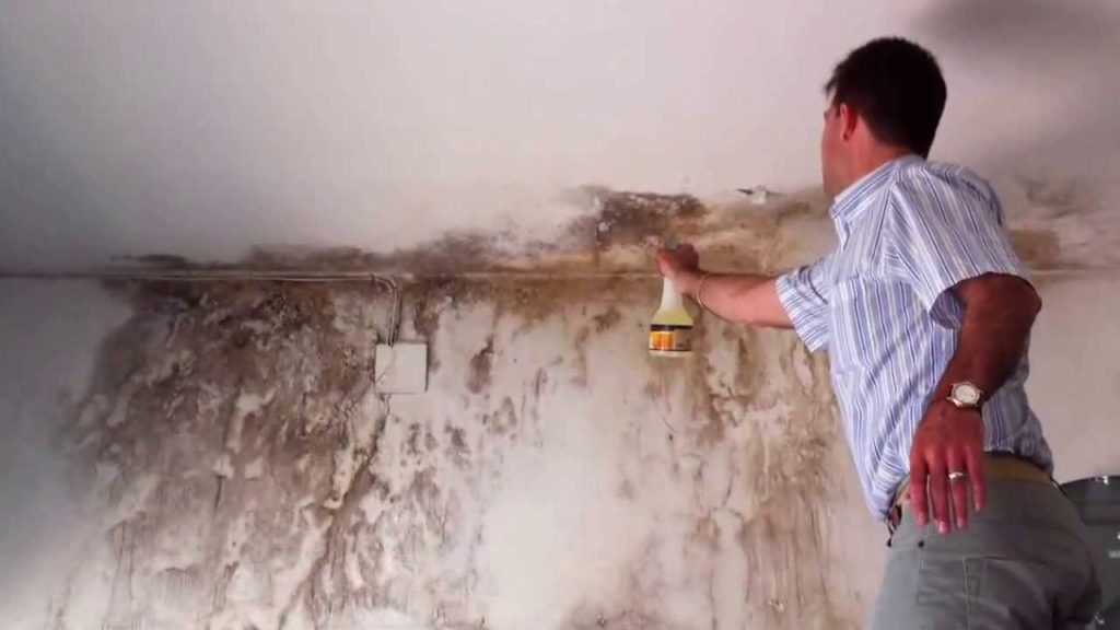 Hongos formados en las casas por la humedad de lluvias pueden causar neumoniás