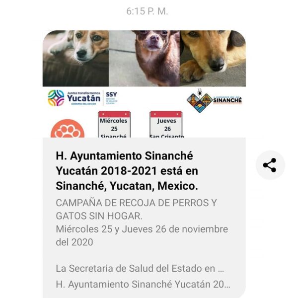 La recoja o asesinato masivo de perros o gatos callejeros no es la solución al problema