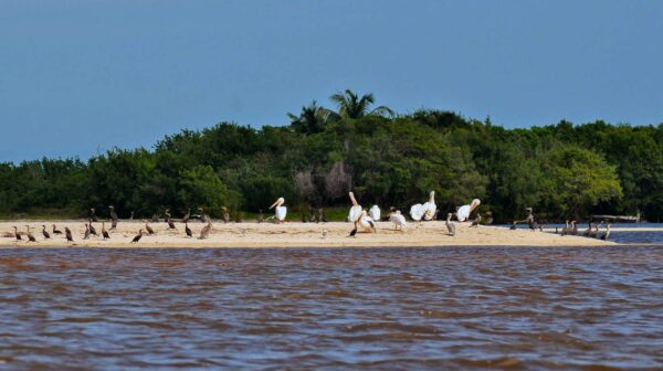 Yucatán sería el primer laboratorio vivo de inteligencia artificial para cuidar la biodiversidad