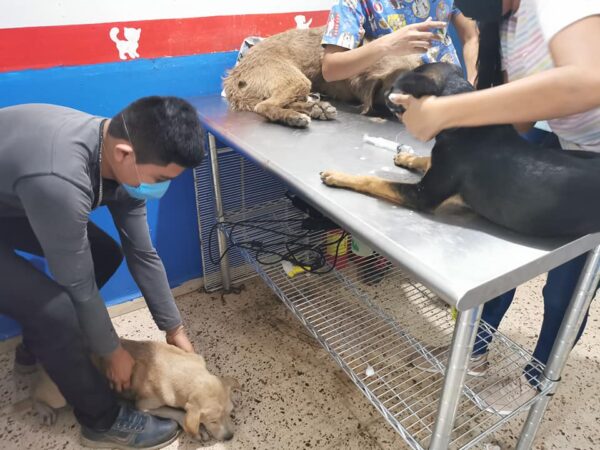 Envenenan a perros en Umán