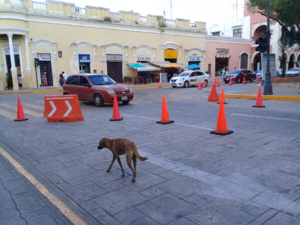 Ley contra el maltrato animal garantizará mayor bienestar para las mascotas
