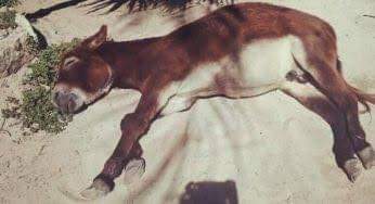 Violentan a un burro en hotel de Tulum