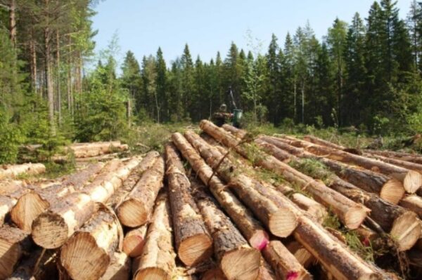 Podría escasear la madera en Yucatán ante intensas lluvias en Oaxaca y Chiapas
