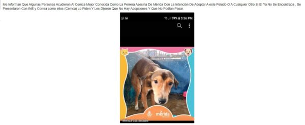 Rescatistas protestan para solicitar un refugio de bienestar animal en Mérida
