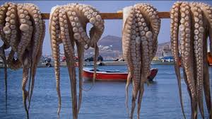 La pesca del pulpo una de las más golpeadas en Yucatán