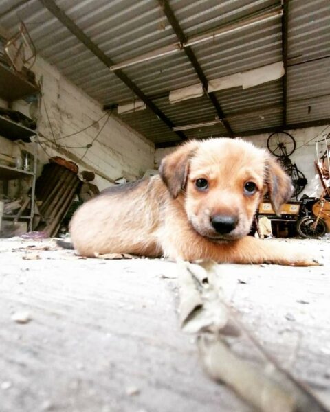 El bienestar animal en Mérida, un pendiente de las administraciones municipales