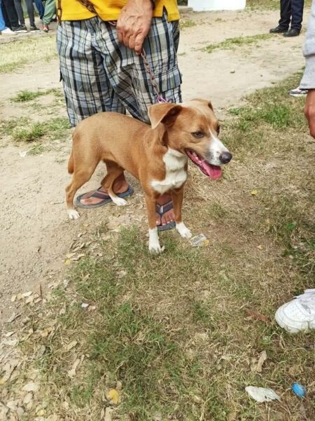 Confrontación en la perrera municipal, rescatistas liberan a 42 perros y gatos