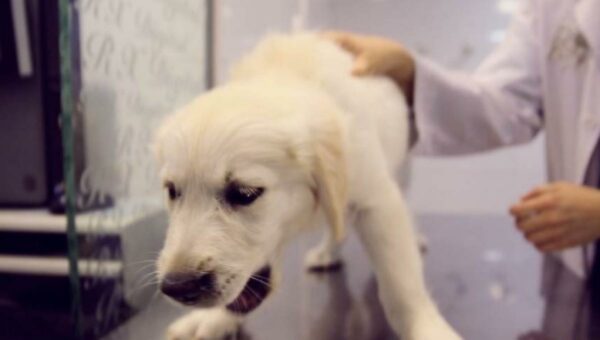 El frío puede ocasionar en tu mascota la “Tos de las Perreras”