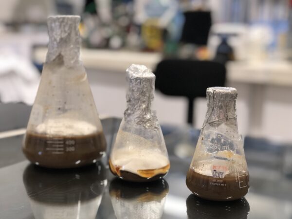 Patentan en Yucatán proceso de producción de bioetanol generado a partir del árbol de ramón