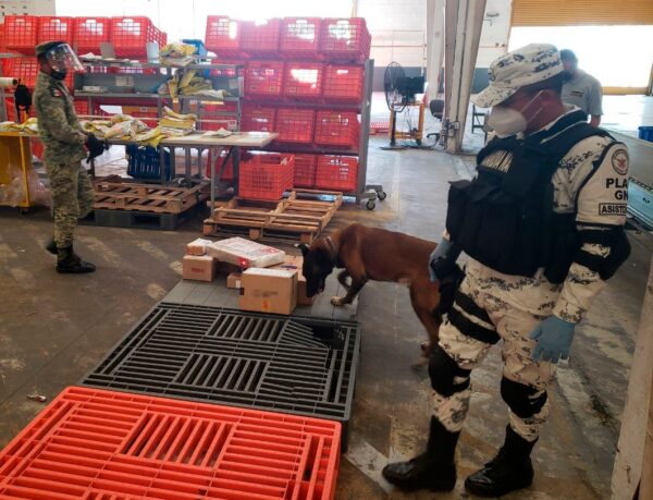 Guardia Nacional y Ejército Mexicano aseguran 40 paquetes de aparente marihuana
