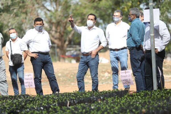 Supervisa el Gobernador Mauricio Vila Dosal producción de plantas para el programa Sembrando Vida
