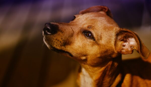 Hasta siete años de prisión al primer vinculado por asesinar a un perro en Yucatán