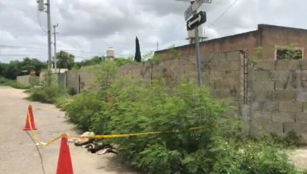 Envenenan a dos perros y siete gatos en Villa Magna Poniente