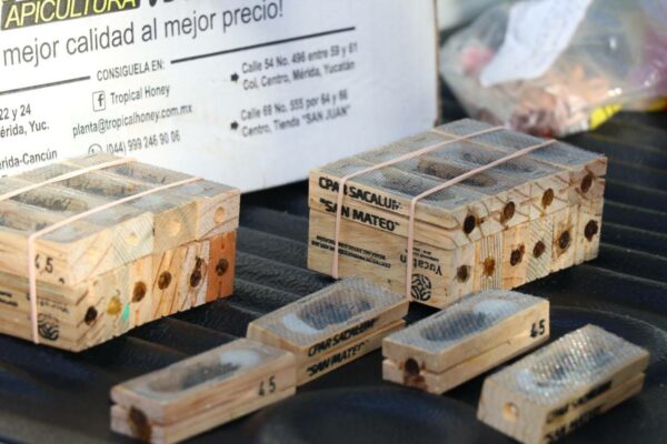 Gobierno de Mauricio Vila Dosal ha entregado cerca de ocho mil 500 abejas reina para impulsar la apicultura en Yucatán