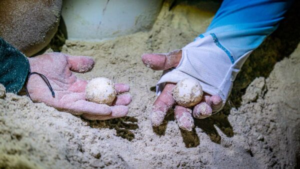 La playa del Malecón Internacional de Progreso fue escenario del desove de una tortuga Carey