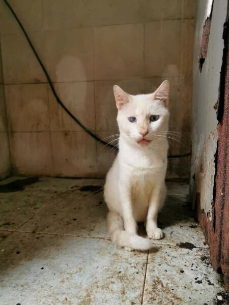 Octogenaria quiso ayudar a un rufián que le mató sus gatitos