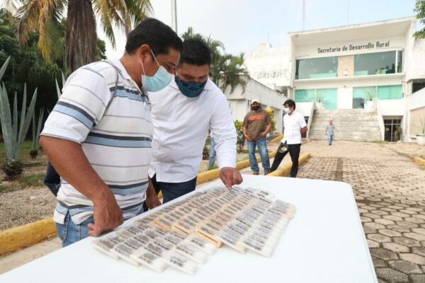 Apicultores yucatecos resaltan los beneficios de la distribución por parte del Gobierno del Estado de abejas reina