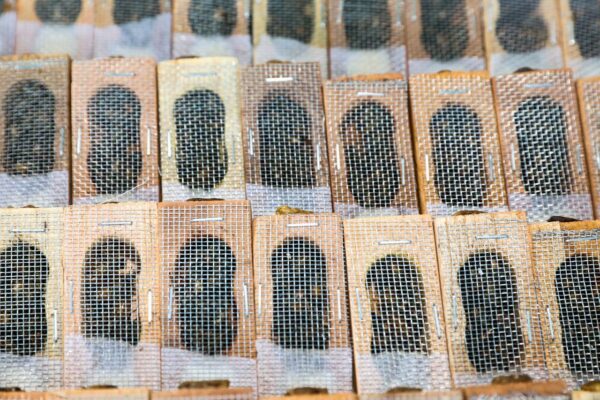 Apicultores yucatecos son respaldados por el Gobernador Mauricio Vila Dosal con la entrega de abejas reina para impulsar la producción de miel